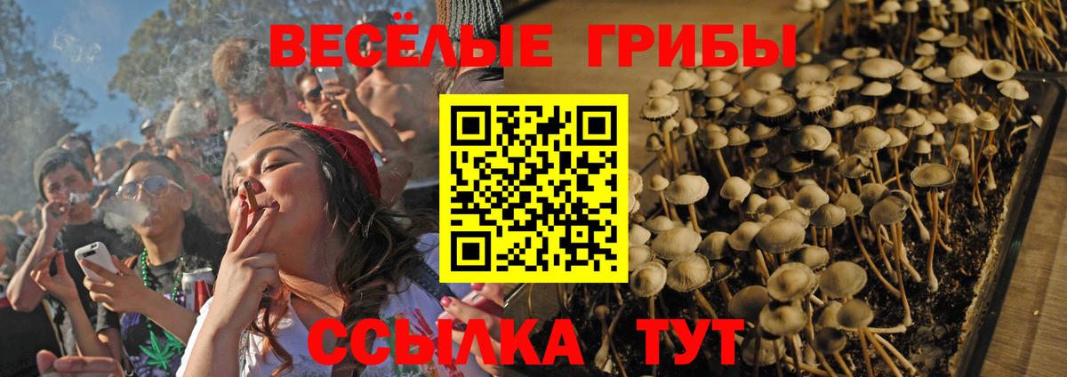 Ковров  Псилоцибиновые грибы Cubensis  Псилоцибиновые грибы Psilocybine cubensis  Вход с VPN 